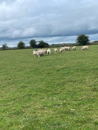 Store lambs
