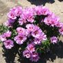 (G) Godetia Cattleya seeds 1g (600717) Image 2