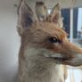Antique 1900s Taxidermy Fox, Stoat and Red Squirrel in Case Image 6
