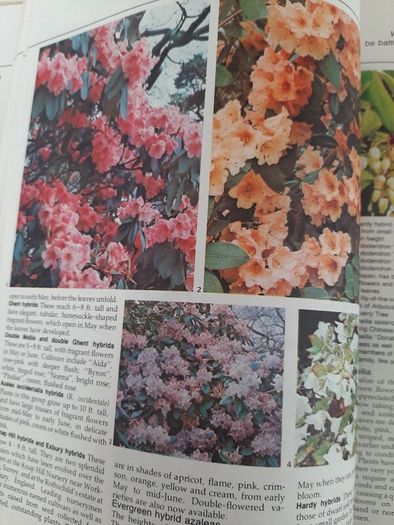 vintage new book flowers for everywhere 1974