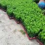 Box Hedging Image 2