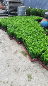 Laurel Hedging