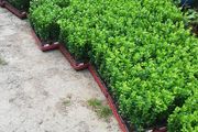 Laurel Hedging