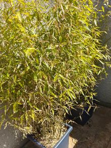 Bamboo