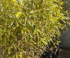 Bamboo