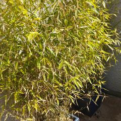 Bamboo