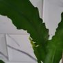 Epiphyllum Cacti. Beautiful rare cactus. Image 3