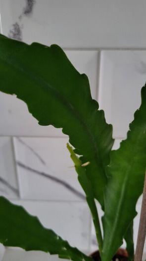 Epiphyllum Cacti. Beautiful rare cactus.