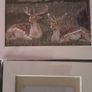 various mounted animal prints wild and tame Image 7