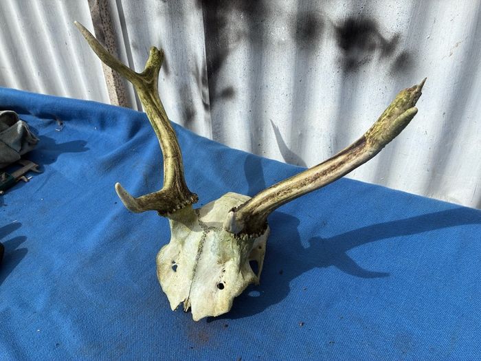 Deer skull and horns
