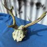 Deer skull and horns Image 4