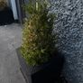 Two medium size buxus in pot Image 3