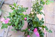 garden plants