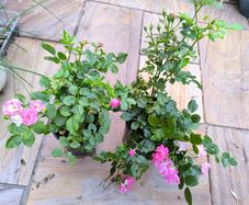 garden plants