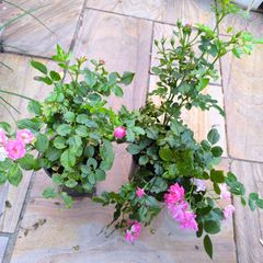 garden plants