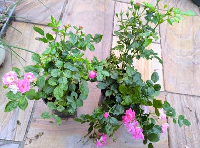 garden plants