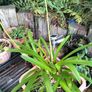 Agapanthus Image 2