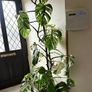 Variegated Monstera Image 2