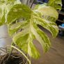 Monstera Deliciosa Variegated Image 3