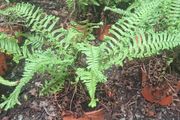Ferns, 2 litre plants