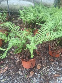 Ferns, 2 litre plants