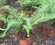 Ferns, 2 litre plants