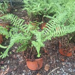 Ferns, 2 litre plants