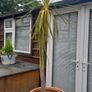 Palm Tree Image 2