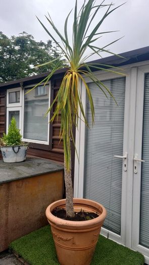 Palm Tree