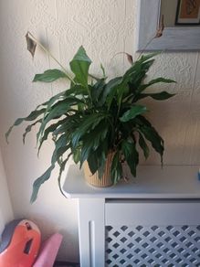 House Plant