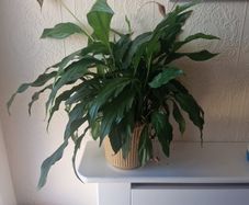 House Plant