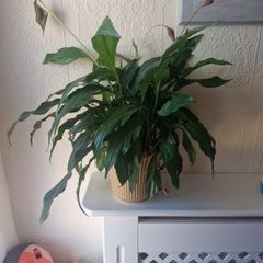 House Plant