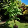 Chestnut tree Image 2