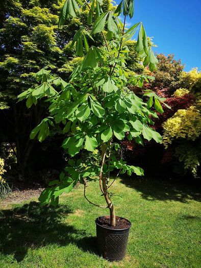Chestnut tree
