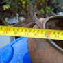 Antique Very Large Cast Iron Kettle, I don't see any cracks or breaks, Image 3