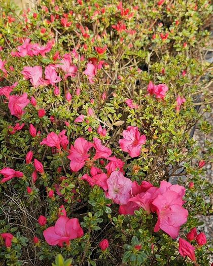 Shrubs and Garden Plants