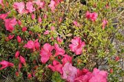 Plants and Shrubs Two euros