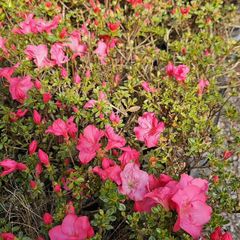 Plants and Shrubs Two euros