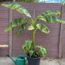 musa basjoo - 35L - japanese hardy banana Image 4