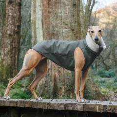 Whippet/Lurcher weather resistant fitted raincoat