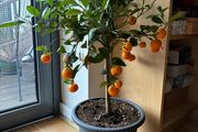 Orange / mandarine tree plant