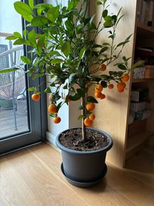 Orange / mandarine tree plant