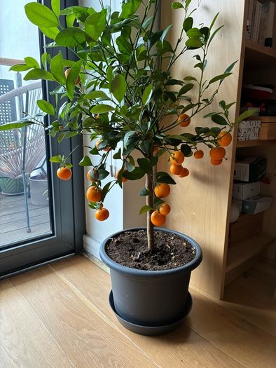 Orange / mandarine tree plant