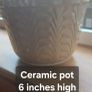 Mammillaria gracilis fragilis, Thimble cactus in ceramic pot. Image 3