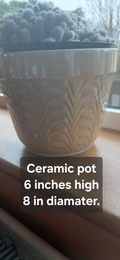 Mammillaria gracilis fragilis, Thimble cactus in ceramic pot.