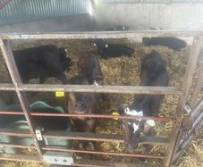 Calves