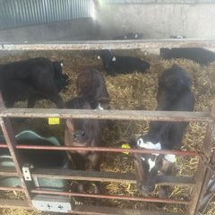 Calves