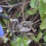 CUTTINGSET8K Kew Gardens Collection Secateurs Set, Multi-Colour Image 2