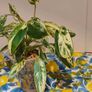 Philodendron Emerald Queen Image 2