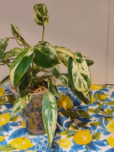 Philodendron Emerald Queen